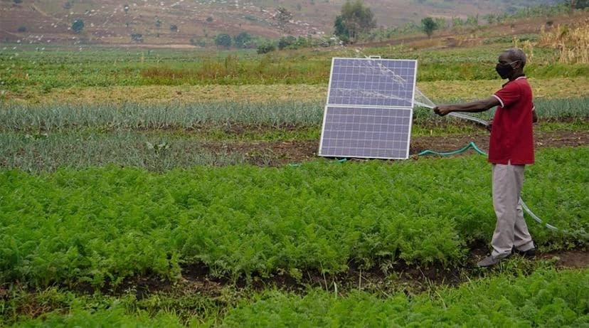Agriculteur arrosant ses cultures au tuyau, à côté d'un panneau solaire, en plein champ.