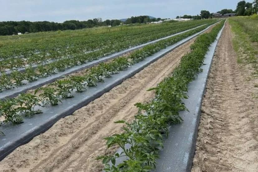 Rangs de plants cultivés en pleine terre sur paillage plastique.