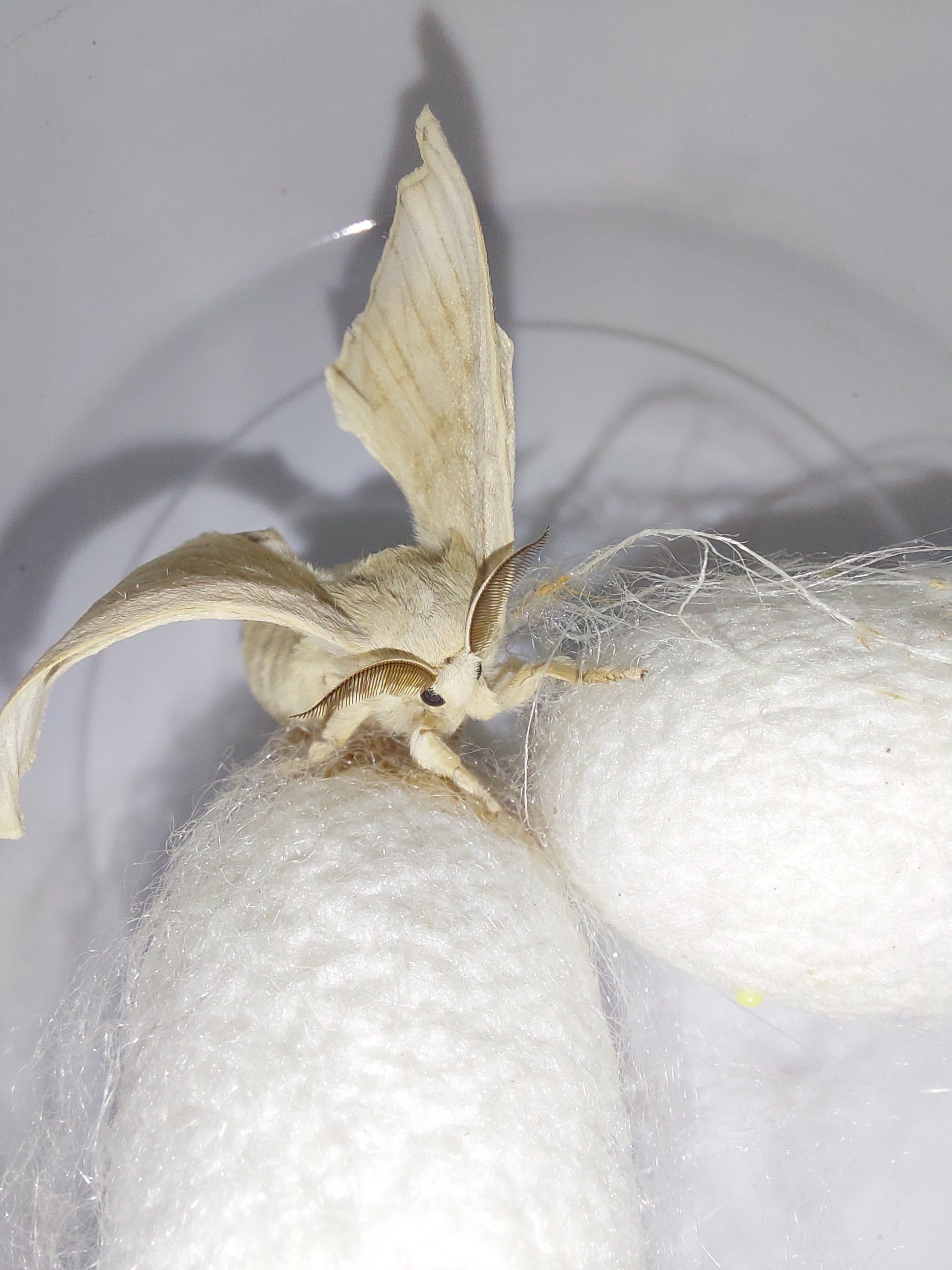 Papillon adulte de Bombyx mori posé sur des cocons.